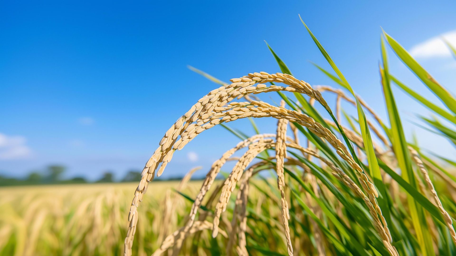 yellowing-rice-grains-ready-for-harvest-in-sunlit-paddy-field-free-photo